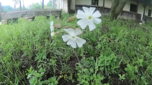 Flowers with an old house in the background. cauntry,