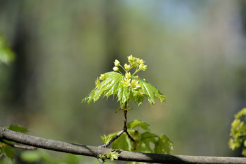 Blossoming maple tree in a sunny spring day close up