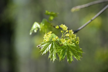 Blossoming maple tree in a sunny spring day close up