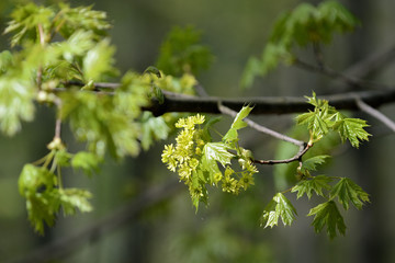 Obraz premium Blossoming maple tree in a sunny spring day close up