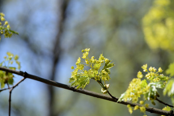 Blossoming maple tree in a sunny spring day close up