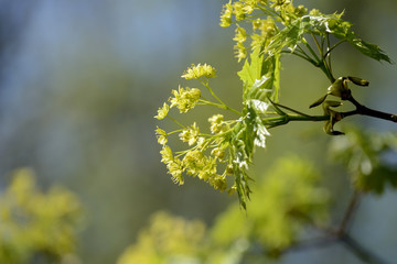 Blossoming maple tree in a sunny spring day close up