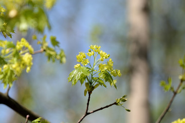 Blossoming maple tree in a sunny spring day close up