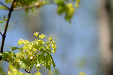 Blossoming maple tree in a sunny spring day close up