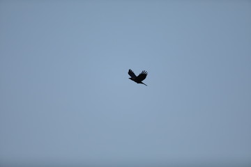 bird in flight