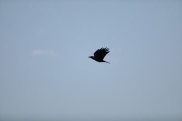 bird in flight