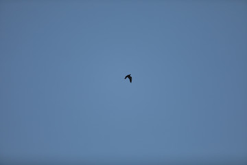 seagull flying in the sky