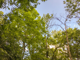 Fototapeta premium Natural forests have many trees that Is an interesting for tourist destination and should be preserved.