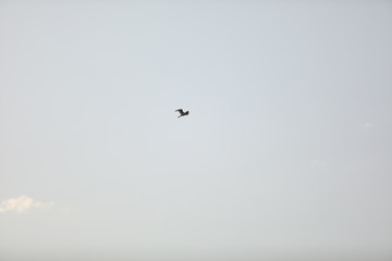 a birds flying in the blue sky