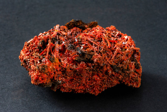 Crocoite cluster of red crystals from Dundass, Tasmania. A mineral consisting of lead chromate and crystallizing in the monoclinic crystal system. 