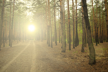 Sunrise over the road in the pine forest. Fantastic nature.