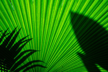 Sun shining through a radiating green leaf. Natural background texture