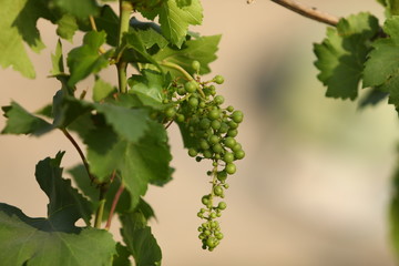 green grapes on the vine