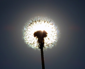 Macro shooting. Dandelion field in the sun.
