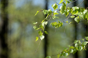 Fresh new birch leaves on a tree on a sunny spring day close up