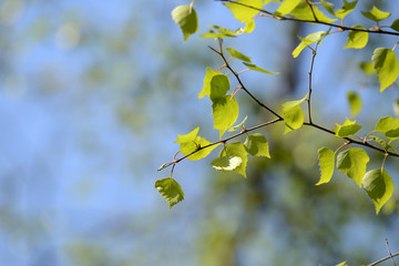 Fresh new birch leaves on a tree on a sunny spring day close up