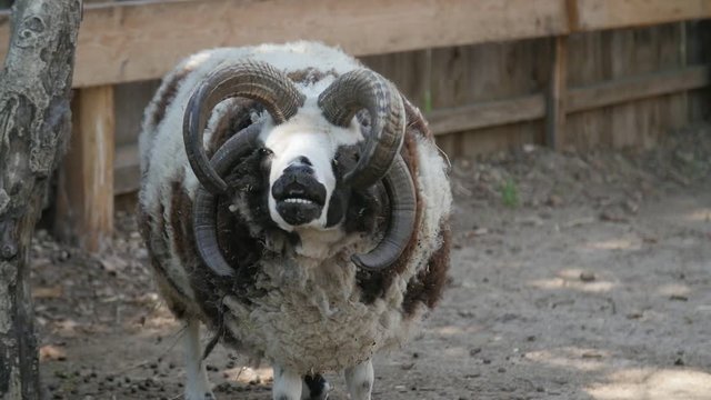Funny St. Jacobs sheep looking at camera. Slow motion