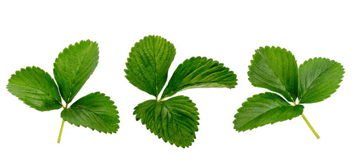 The leaves of the strawberry without background