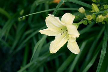 beautiful yellow flower closeup on green thistles background