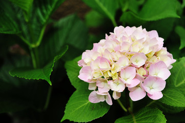綺麗なピンク色のアジサイの花