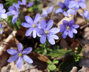 Liverwort ,Hepatica nobilis flowers on a forest floor on sunny afternoon. Spring blue flowers Hepatica nobilis in the forest. Blue flowers of Hepatica nobilis close-up.