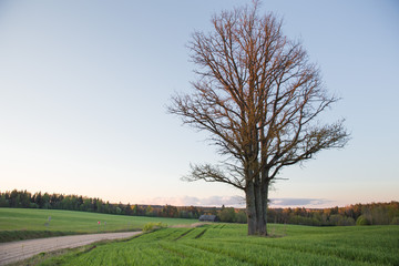 City Cesis, Latvia Republic. Oak tree and meadow with sunlight. Travel photo.