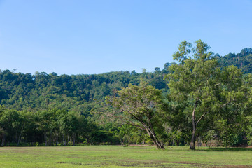 Big trees on the grass field and mountain on background in morning time with clear sky and weather