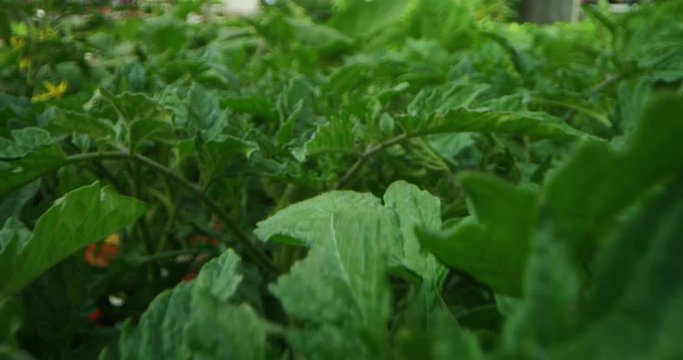 Slow motion of farmer hand close up gently touching the young plants of tomatoes.