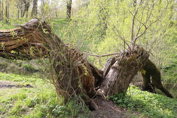  forest, wood, nature