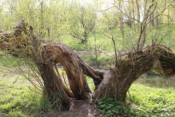  forest, wood, nature