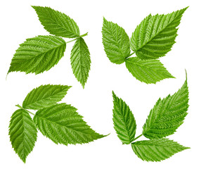 Raspberry leaf isolated