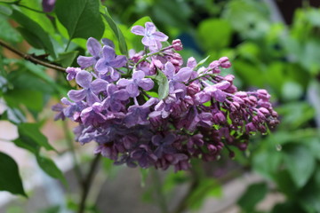 Fototapeta na wymiar Lilac blooms in spring park in the rain. Tassels of flowers fill the park with scent