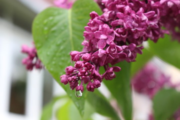 Fototapeta premium Lilac blooms in spring park in the rain. Tassels of flowers fill the park with scent