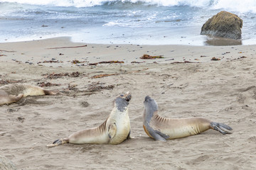 seals sleeping at the beach near San Simeon