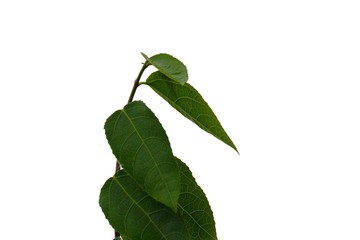 Tropical plant leaves on white isolated background for green foliage backdrop 