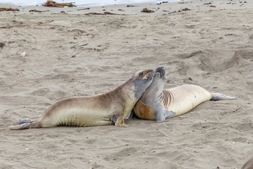 seals sleeping at the beach near San Simeon