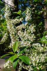 The snow-white flowers of the bird cherry against the background of spring greens.
