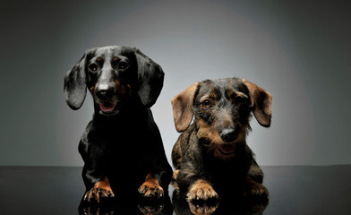 Studio shot of two adorable Dachshund looking curiously at the camera