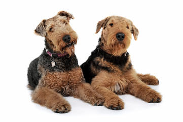 Studio shot of two adorable Airedale Terrier looking curiously at the camera