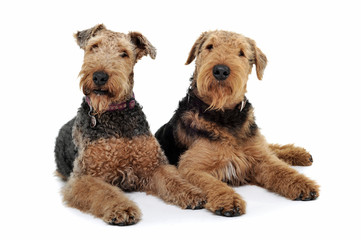 Studio shot of two adorable Airedale Terrier looking curiously at the camera