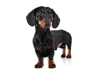 Studio shot of an adorable Dachshund looking curiously at the camera
