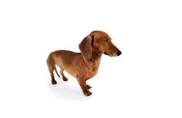 Studio shot of an adorable Dachshund with closed eyes