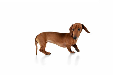 Studio shot of an adorable Dachshund looking frightened