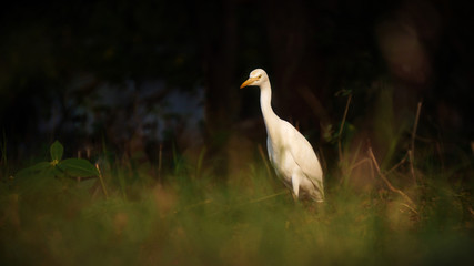 Indian Heron