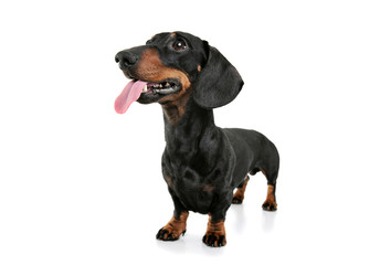Studio shot of an adorable Dachshund with hanging tongue