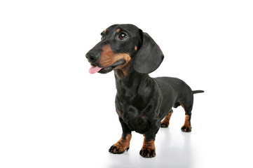Studio shot of an adorable Dachshund looking curiously