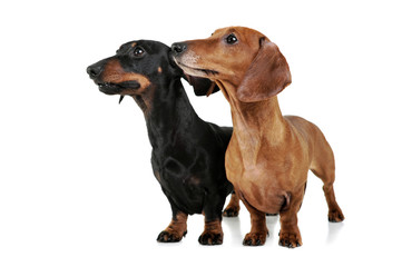 Studio shot of two adorable Dachshund looking curiously