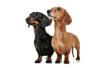 Studio shot of two adorable Dachshund looking up curiously