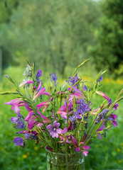 blaue und pinkfarbene feldblumen in einer vase im garten