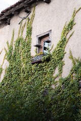 Fototapeta na wymiar Single window on a wall partially covered with green ivy